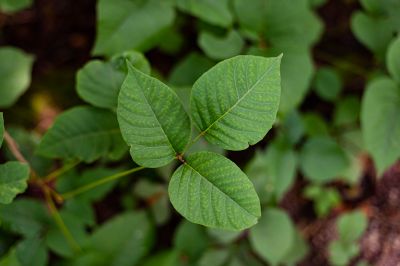 Poison Ivy Removal in Ventura County, CA