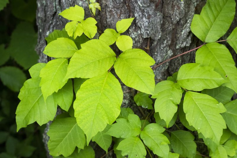 Poison Ivy Removal in Bel Air, MD