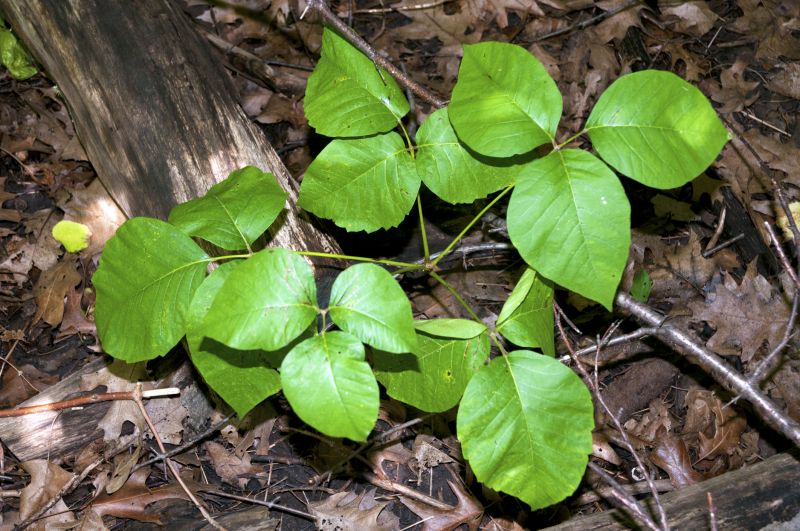 Poison Oak Removal in Burlington County, NJ