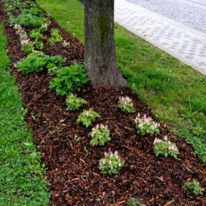 Columbia Mulch Seeding